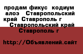 продам фикус, кодиум, алоэ - Ставропольский край, Ставрополь г.  »    . Ставропольский край,Ставрополь г.